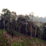 Ilustrasi Hutan Kritis